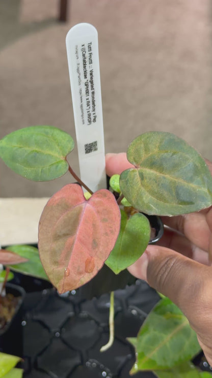 Variegated Tutti Frutti - (Confirmed Var Release)